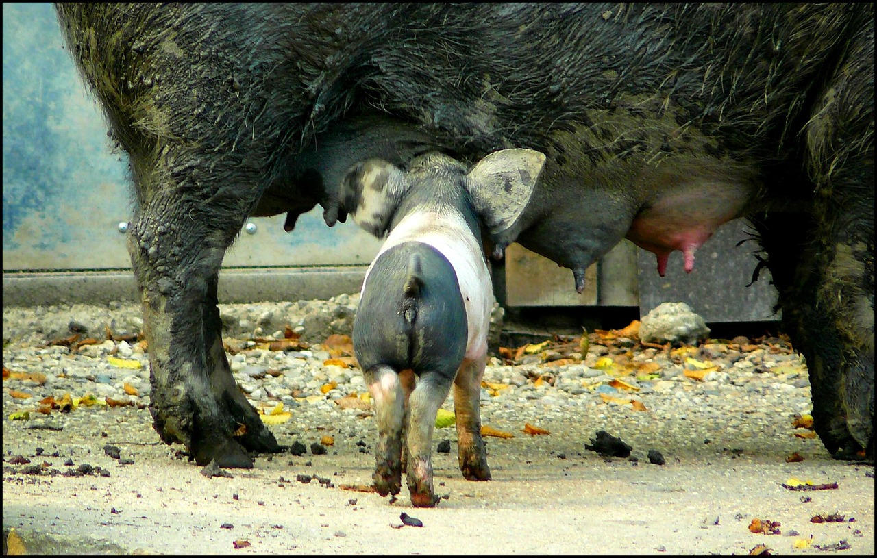 Muttermilch Farbe 5 stilvolle Ideen für Ihr Zuhause gestalten 3 muttermilch farbe