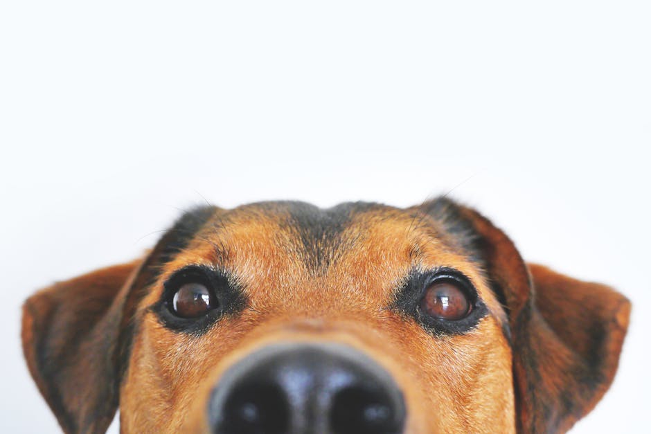 Name für Löwe: 7 kreative Ideen, die sofort begeistern! 3 name für löwe