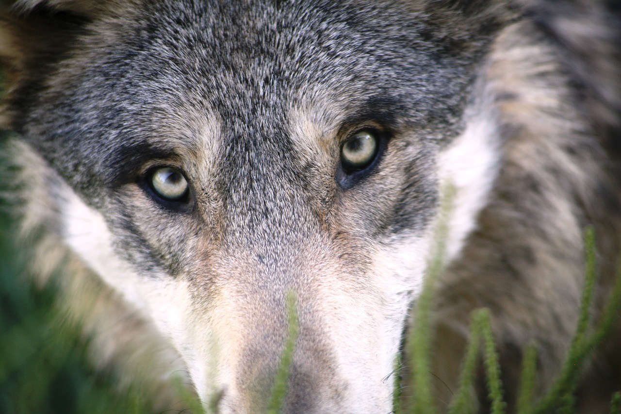 name mit bedeutung wolf