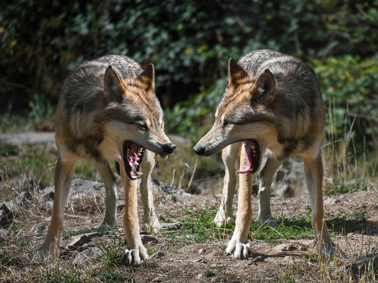 Namen für einen Wolf 7 kreative Vorschläge für treue Begleiter 5 namen für einen wolf