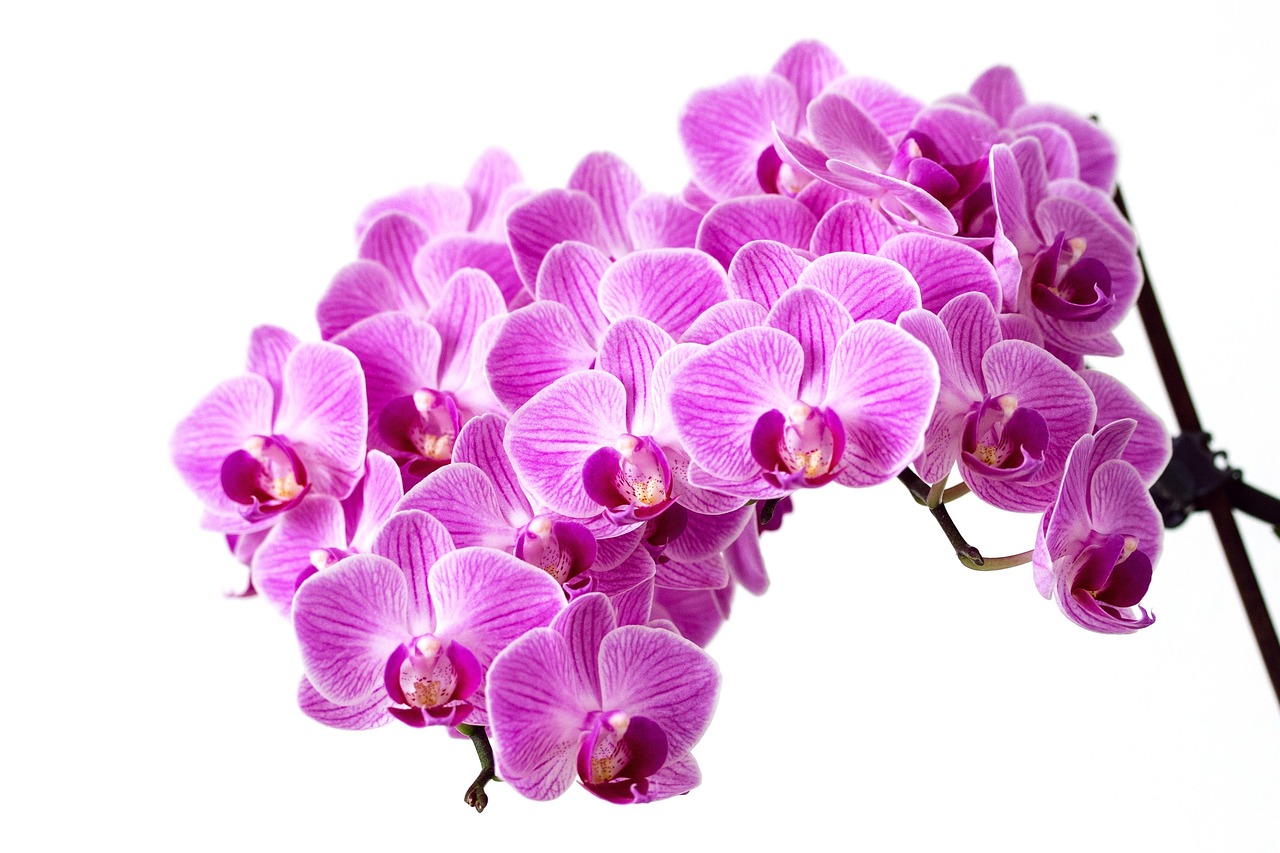 Orchidee zum Ausmalen 7 kreative Designs für Entspannung 5 orchidee zum ausmalen