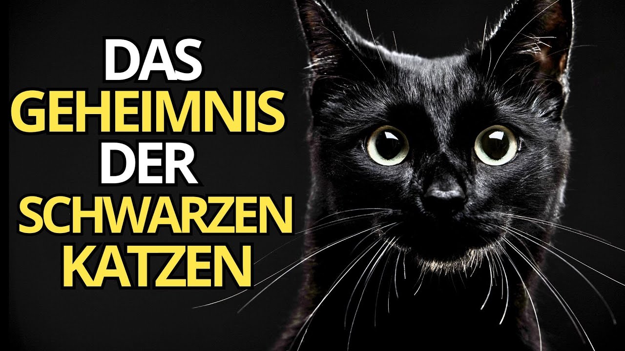 Schwarze Katze spirituelle Bedeutung: 7 faszinierende Insights 4 schwarze katze spirituelle bedeutung