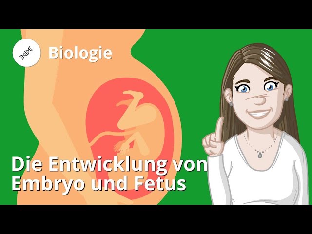 Wachstumstabelle Fötus 5 wichtige Daten für werdende Eltern 1 wachstumstabelle fötus