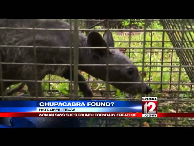 Chupacabra 7 faszinierende Fakten, die Sie überraschen werden 3 chupacabra