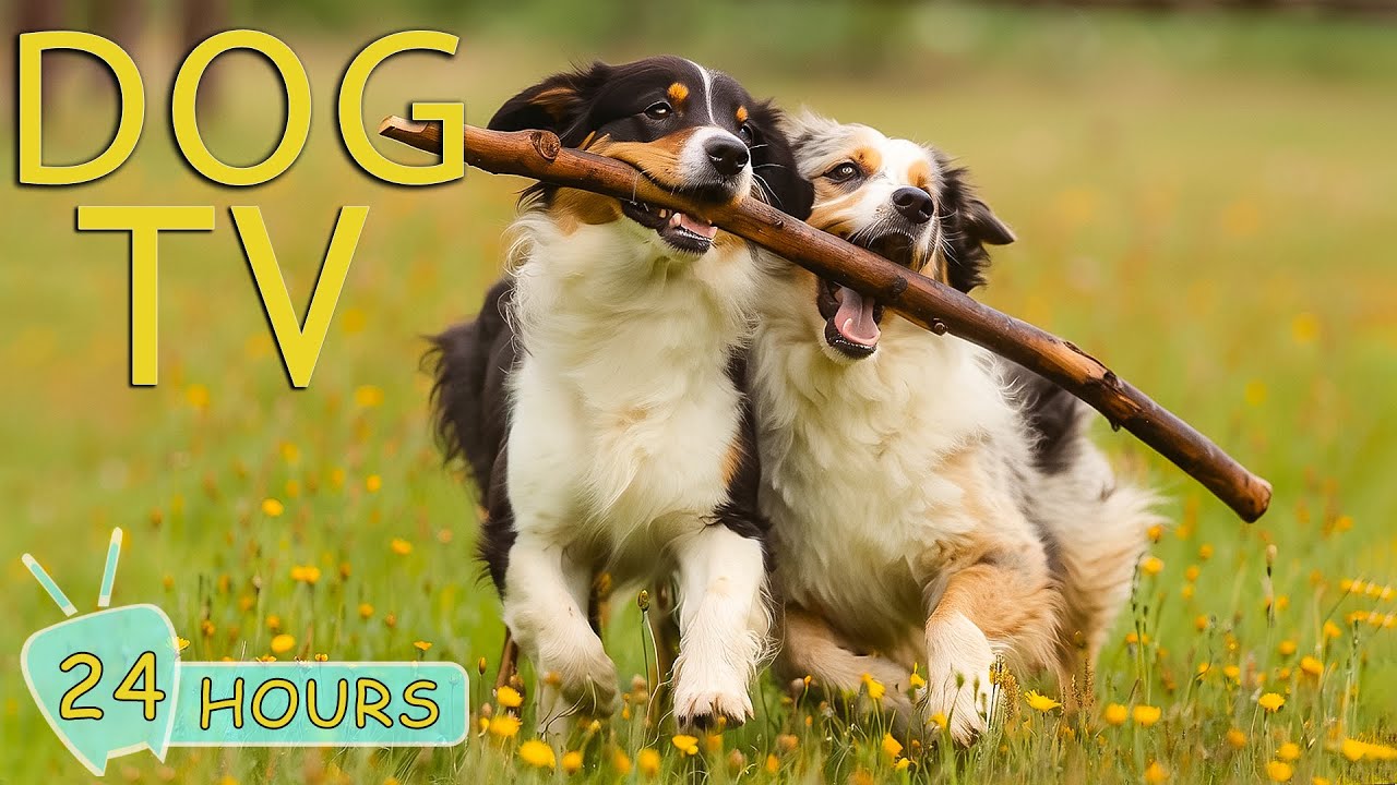 Doggy 7 erstaunliche Fakten über die besten Hunderassen 4 doggy