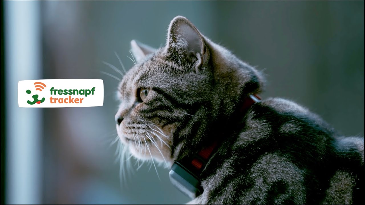 gps tracker katze