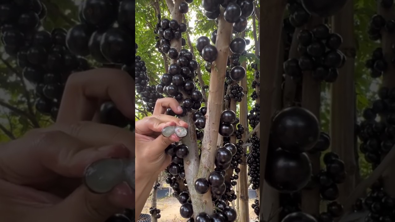 jabuticaba-baum