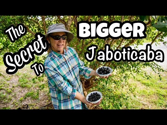 jabuticaba baum
