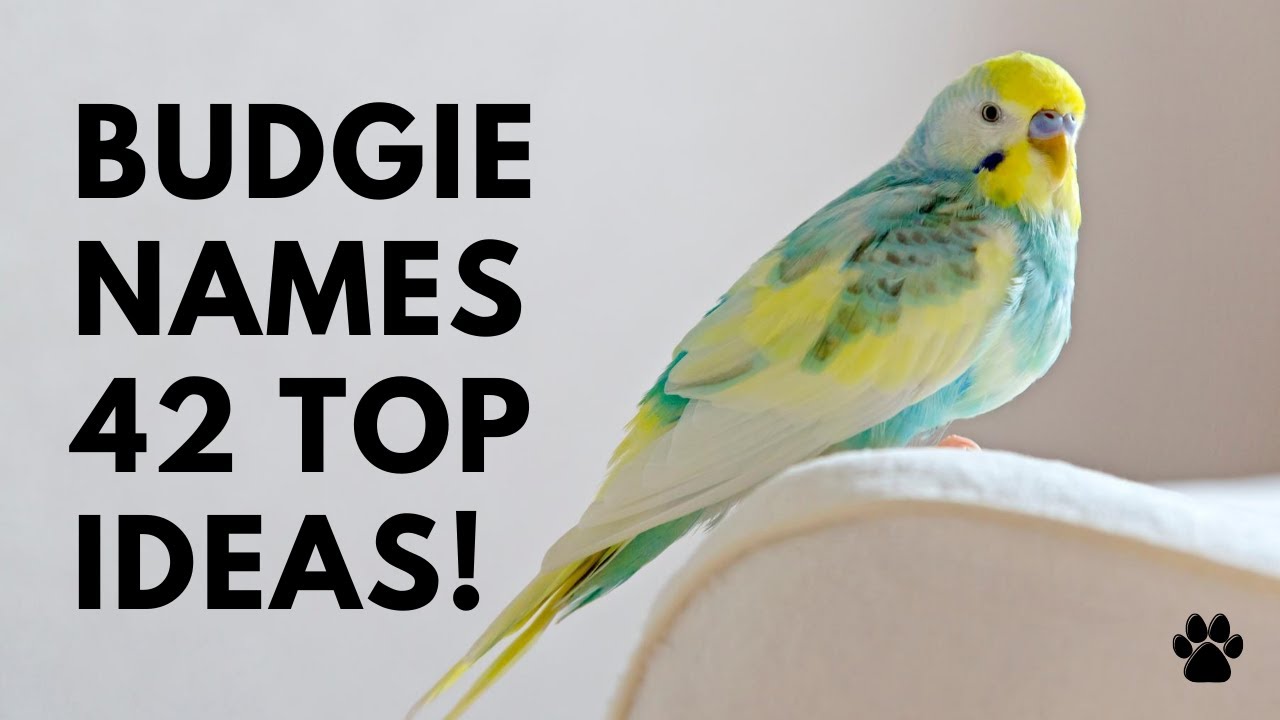 Kanarienvogel Namen: 7 bezaubernde Vorschläge für Ihr Zuhause 2 kanarienvogel namen