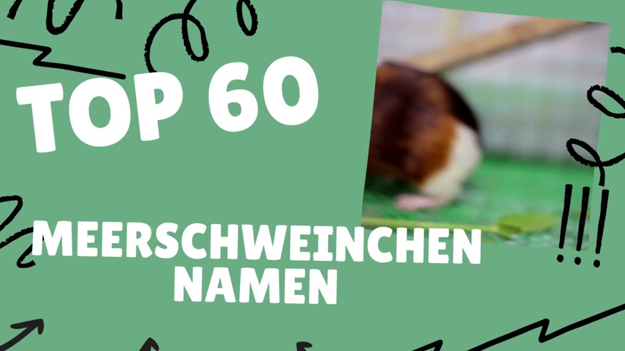 meerschweinchennamen männlich