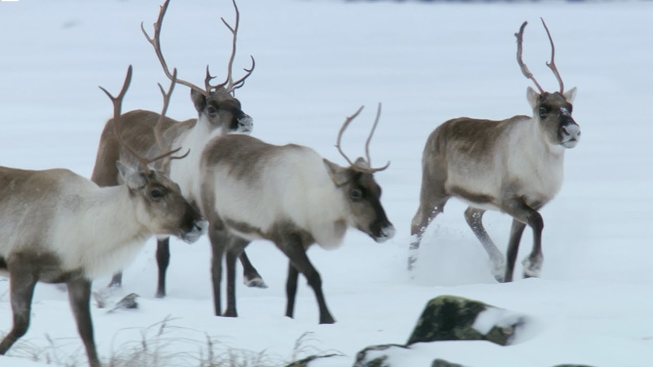 Reindeer 7 faszinierende Fakten über diese magischen Tiere 3 reindeer