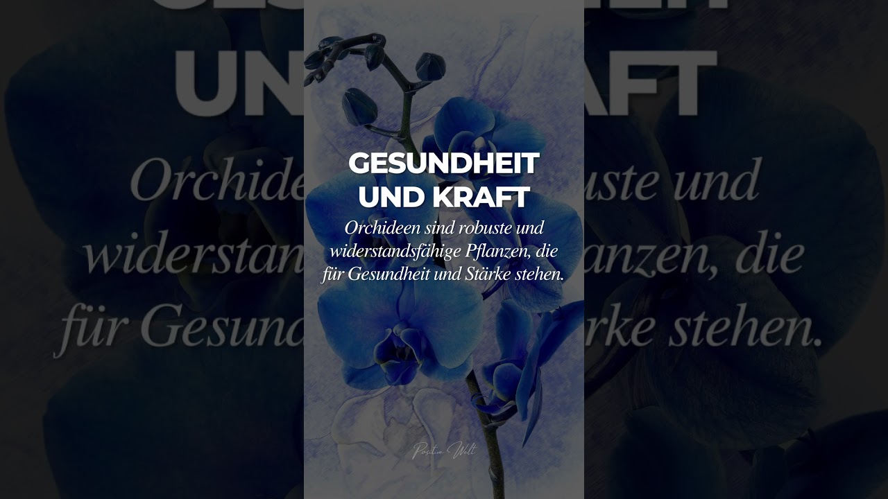 Spirituelle Bedeutung weiße Orchidee: 7 Gründe für ihre Kraft 2 spirituelle bedeutung weiße orchidee