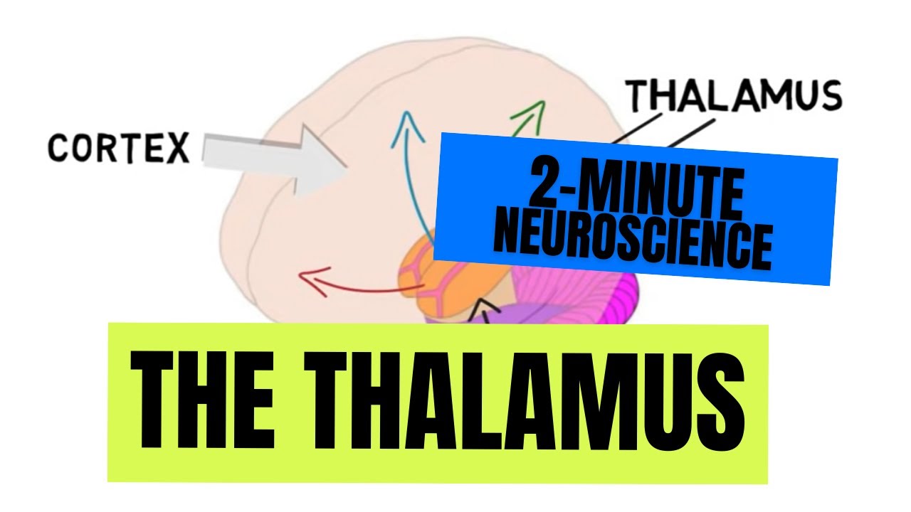 Thalamus: 5 faszinierende Fakten über seine Funktionen 3 thalamus