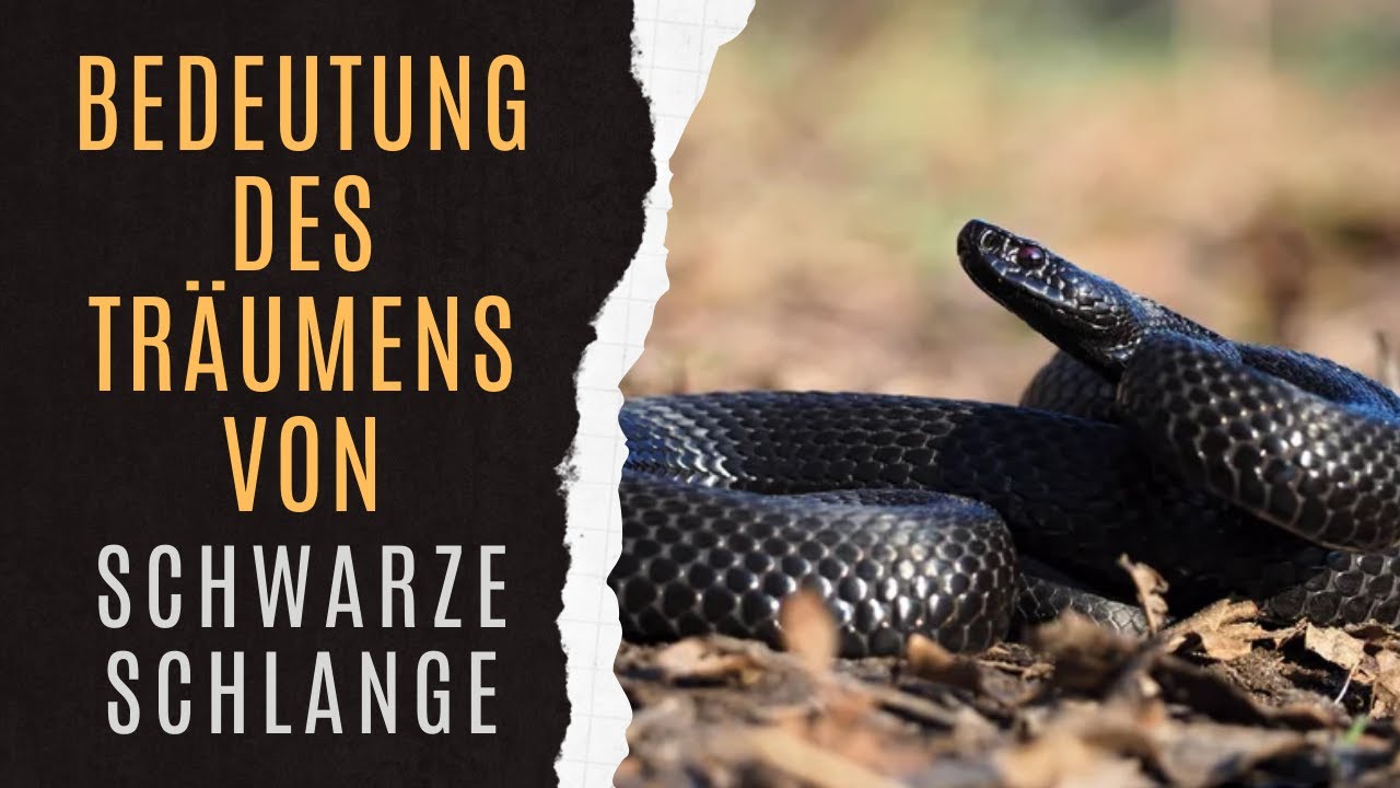 Traum schwarze Schlange: 7 Geheimnisse, die Sie überraschen werden 4 traum schwarze schlange