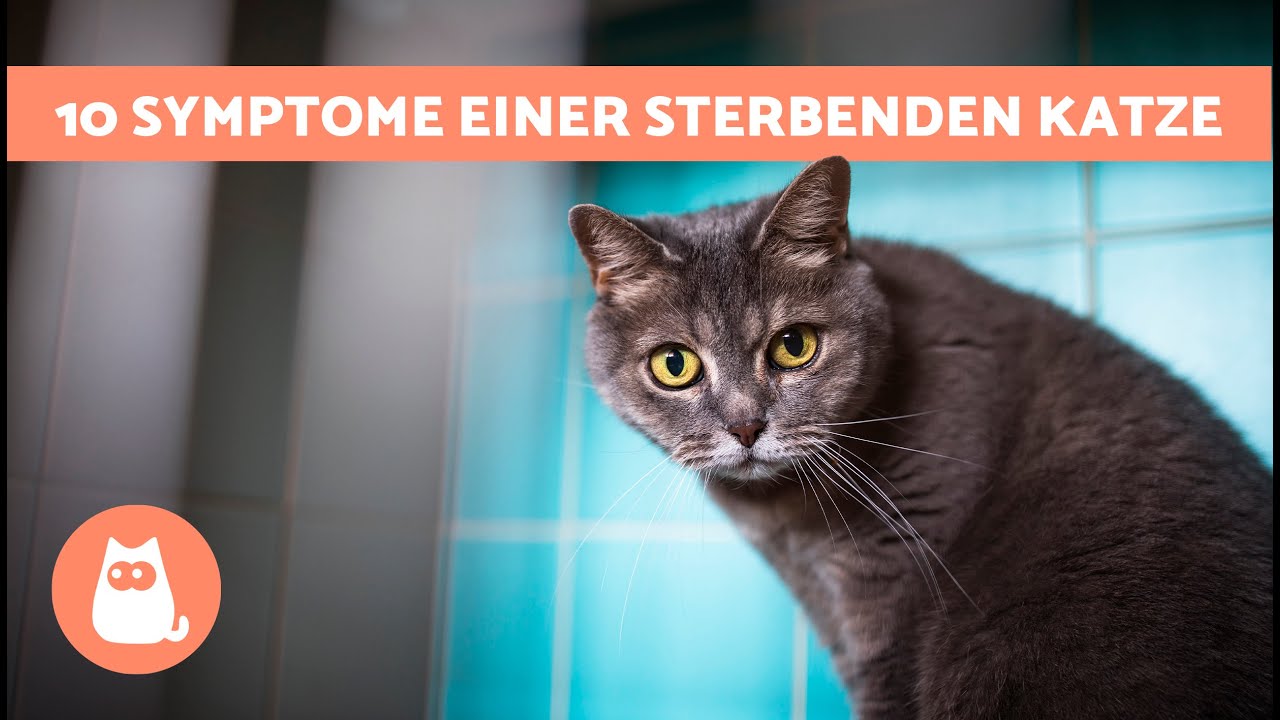 traumdeutung sterbende katze