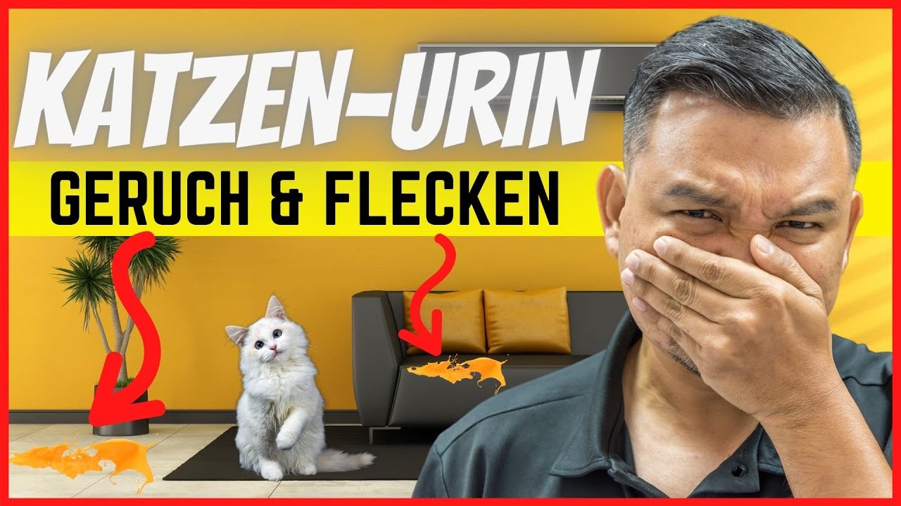 Urin Geruch Sofa entfernen: 5 effektive Methoden für Frische 5 urin geruch sofa entfernen