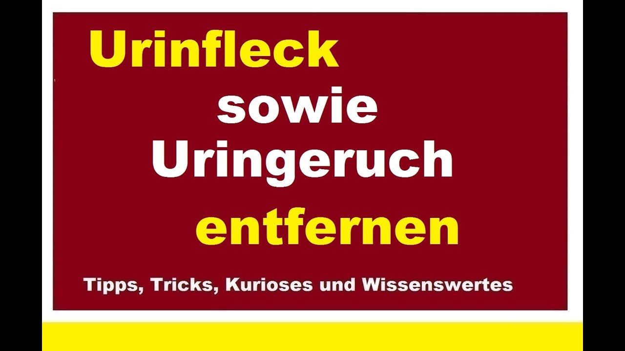 Uringeruch entfernen Sofa: 7 effektive Tipps für sauberes Wohnen 4 uringeruch entfernen sofa