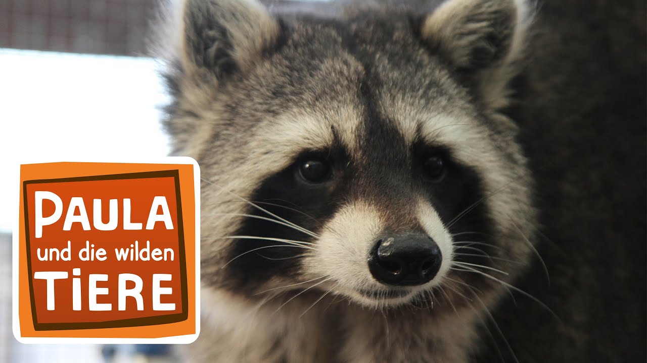Waschbär Bedeutung 5 faszinierende Fakten, die dich überraschen werden 4 waschbär bedeutung