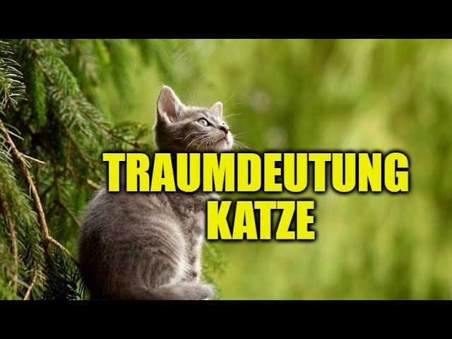wenn man von katzen träumt