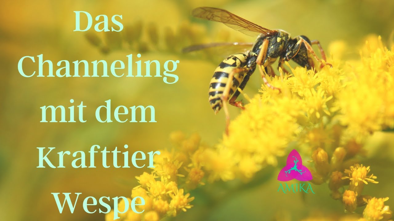 wespen bedeutung spirituell