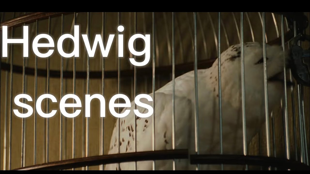 hedwig