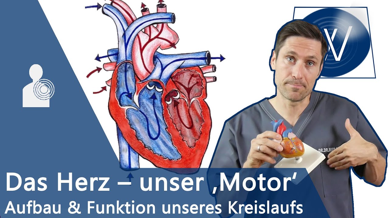 Herz Latein 2025: 7 faszinierende Geheimnisse für Anfänger 1 herz latein