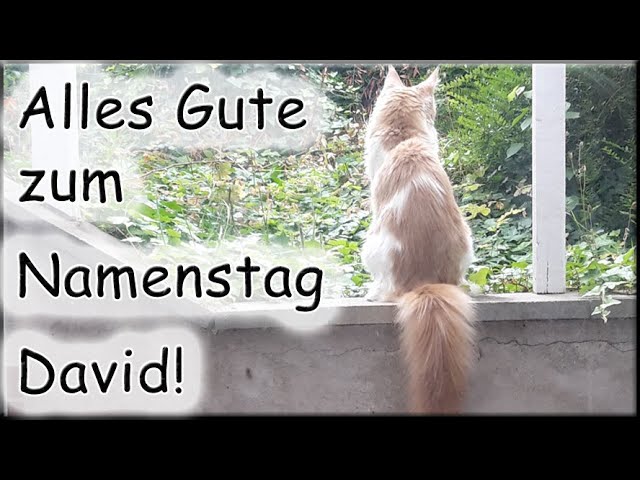 Namenstag david: Ratgeber zum Datum – 5 Tipps, einfach & praktisch 4 namenstag david