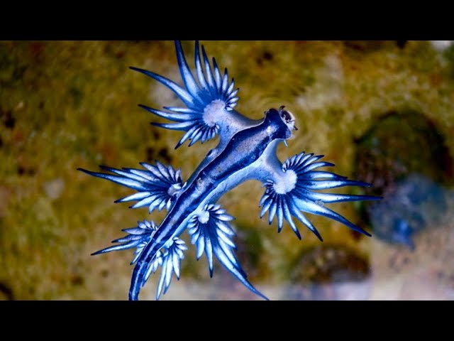 blue glaucus