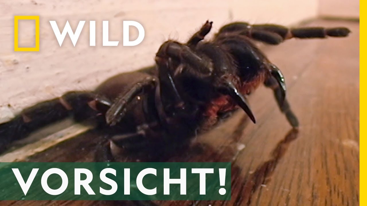 Giftige spinne: vollständig und praktisch – Ratgeber mit 7 Tipps 5 giftige spinne