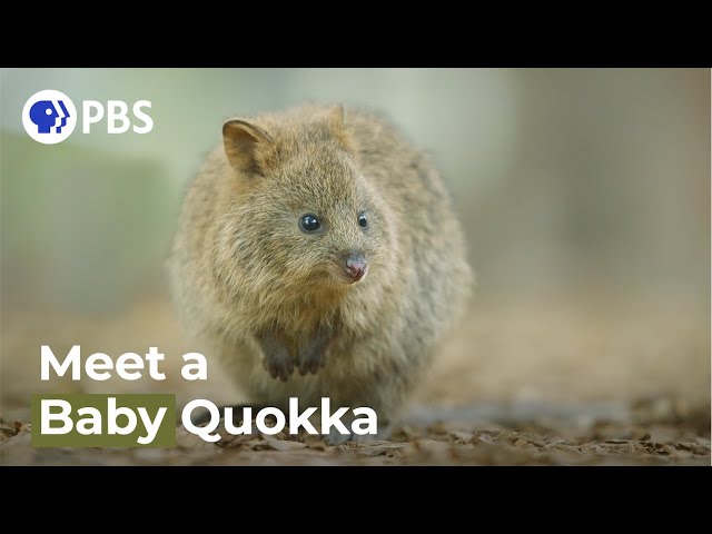 Quokka: vollständig und aktualisiert – Ratgeber mit 12 Tipps 2 quokka
