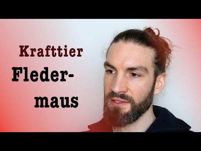 fledermaus als krafttier