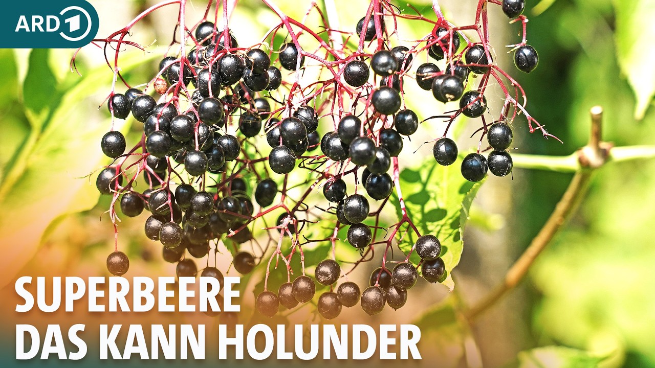 holunderbeerensaft