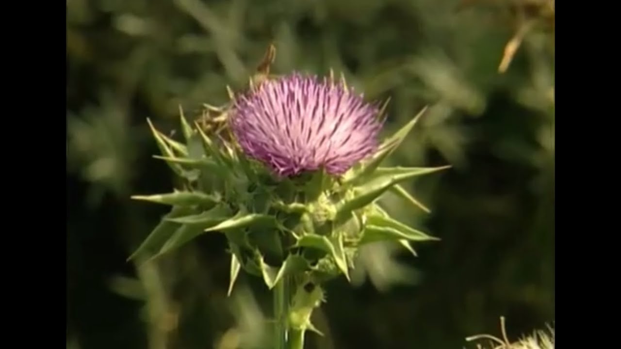 mariendistel gesundheit